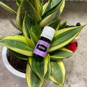 Young Living RutaVaLa Essential Oil